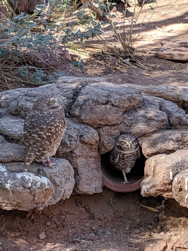burrowing owls Arizona desert nature study